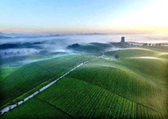 湄潭天气预报，云雾茶香中的气候密码