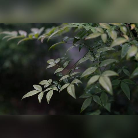 雨又下起来了。不是那种滂沱的、酣畅的夏雨，而是绵绵的、细细的，像是从天上垂下来的无数根银丝。整个城市都笼在这雨丝里，朦朦胧胧的，像是罩了一层薄纱