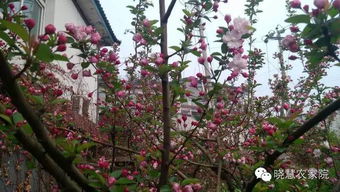 2025年4月昆明天气，春风不燥，阳光正好