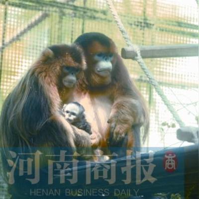 郑州天气预报7天一周，春日气温起伏，出行需留意