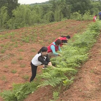 平山天气预报，一场与自然对话的日常仪式